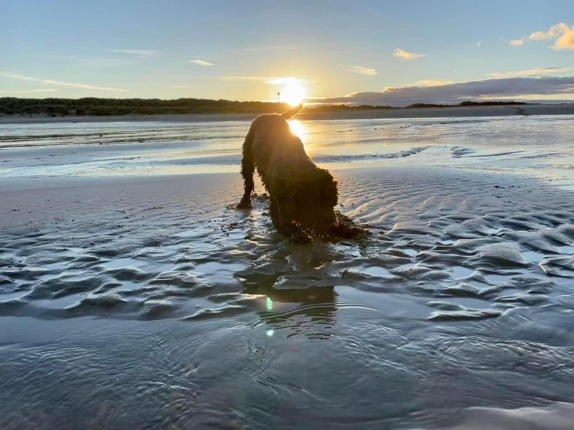 Beachcomber, Sunbeach, Scratby - Two Bed Chalet, Sleeps 4, Free Wi-Fi, Free Club Passes, Free Swimming And Pet Friendly Eksteriør bilde
